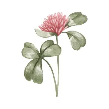 Four leaf clover isolated on white background. Watercolor botanical illustr.. Stock Illustration