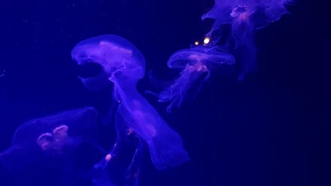 Four leaf clover jellyfish floating underwater in aquarium Stock Footage 339246333