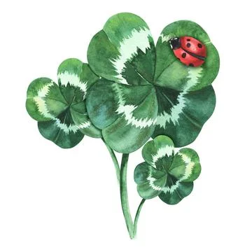Four-leaf clover with ladybug on it. Watercolor illustration isolated on white Stock Illustration