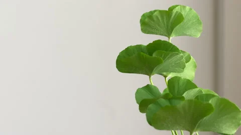 Four-leaf clover with leaves almost closed move with the wind. Close up. Stock Footage 147360869