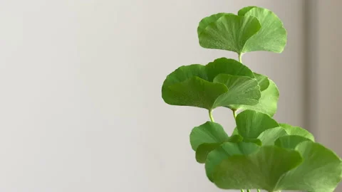 Four-leaf clover with leaves almost closed move with the wind. Close up. Stock Footage 147360987
