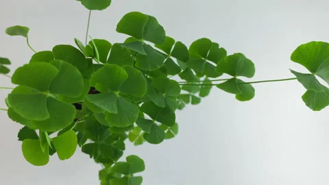 Four-leaf clover with leaves closing at sunset. Leaves go to sleep.Timelapse, Stock Footage 147463310