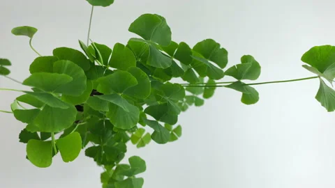 Four-leaf clover with leaves opening at sunrise. Leaves awakening.Timelapse, Stock Footage 147456844