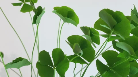 Four-leaf clover with leaves opening at sunrise. Leaves awakening.Timelapse, 库存影片 147457869