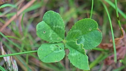 Four Leaf Clover Macro Close Up on Grass Background Stock Footage 337209176