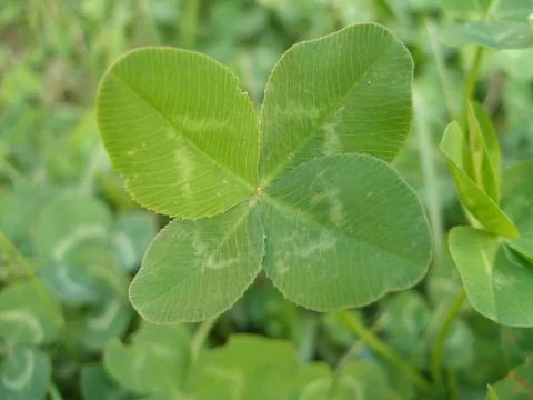 Four leaf clover Stock Photos