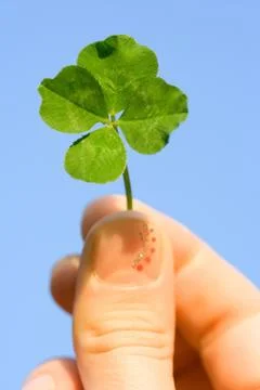 Four leaf clover Stock-Fotos