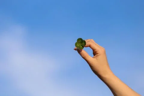Four leaf clover Stock Photos