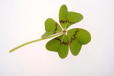 Four leaf clover Stock Photos