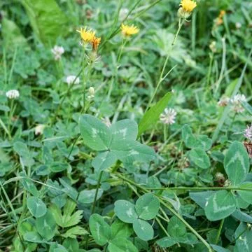 Four-leaf clover Stock Photos