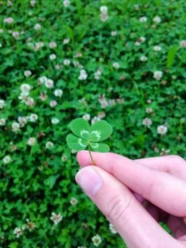 Four-leaf clover Foto stock