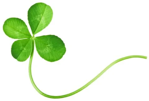 Four Leaf Clover Stock Photos