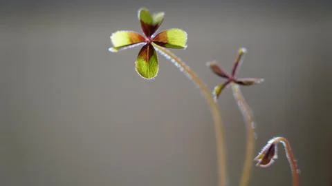 Four leaf clover Fotos de archivo