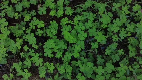 Four-leaf clover plants, green leafy background Stock Footage 213565715