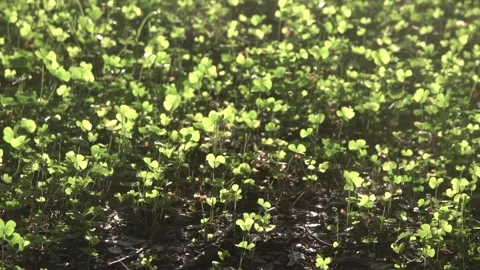 Four leaf clover plants on ground Stock Footage 308867202