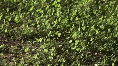 Four leaf clover plants on ground Stock Footage 308870242