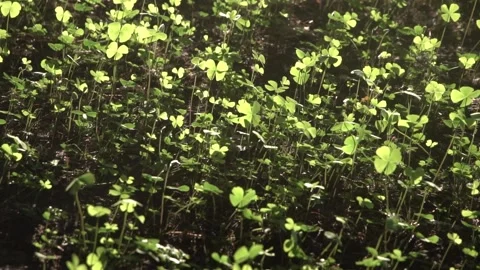 Four leaf clover plants on ground Stock Footage 308870435