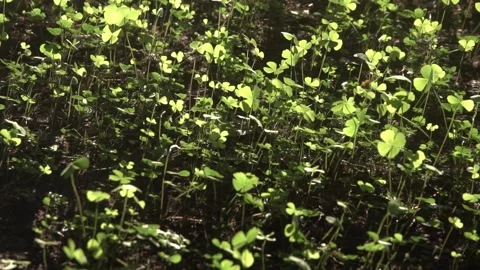 Four leaf clover plants on ground Stock Footage 308870628