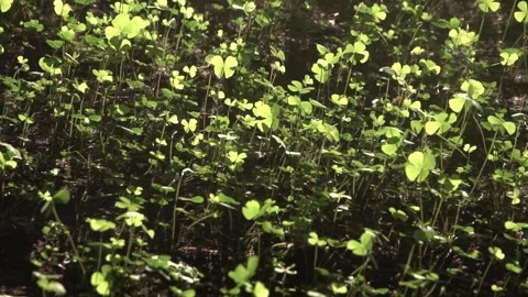 Four leaf clover plants on ground Stock Footage 308870867
