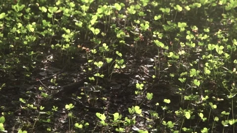 Four leaf clover plants on ground Stock Footage 308871029