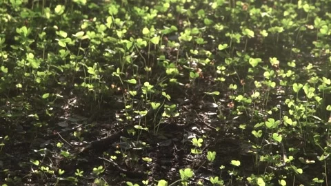 Four leaf clover plants on ground Stock Footage 308871205
