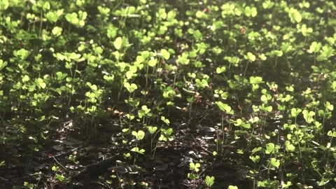 Four leaf clover plants on ground Stock Footage 308871381