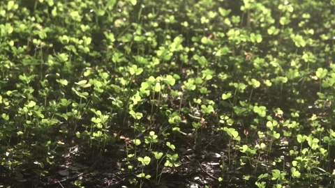 Four leaf clover plants on ground Stock Footage 308871551