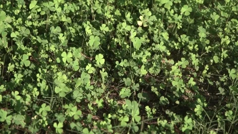 Four leaf clover plants on ground Stock Footage 308871742