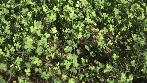 Four leaf clover plants on ground Stock Footage 308871890