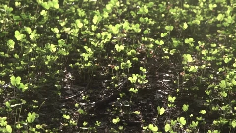 Four leaf clover plants on ground Stock Footage 308871947