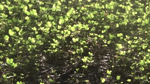 Four leaf clover plants on ground Stock Footage 308872028