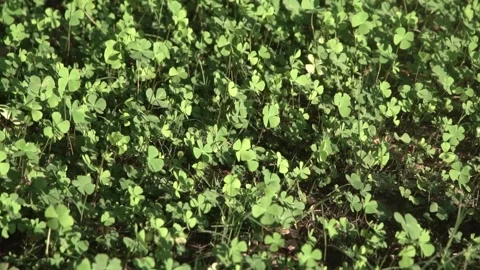 Four leaf clover plants on ground Stock Footage 308882201