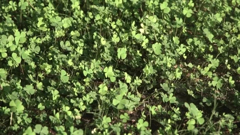 Four leaf clover plants on ground Stock Footage 308882233