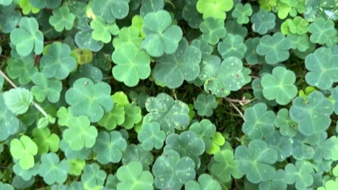 A four-leaf clover is a rare variation Stock Footage 328319444