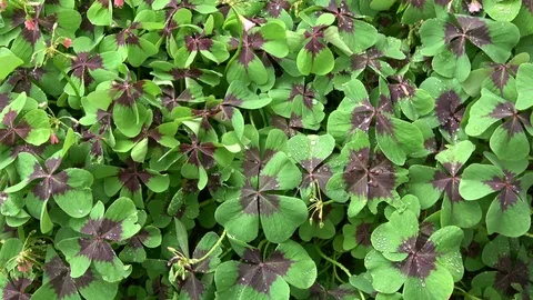 Four-leaf clover, shamrock, cloverleaf, lucky clover, Kleeblatt, New Year's Eve Stock Footage 79925701