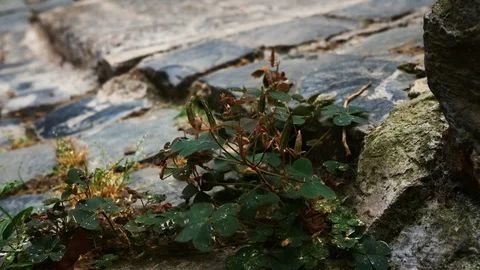 Four-leaf clover on a sidewalk in the historic center of Nemi, a Roman province Stock Footage 112598015