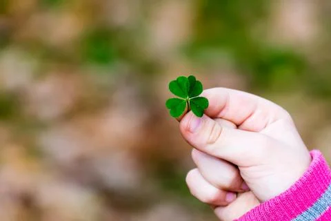 Four leaf clover in small hand Stock Photos