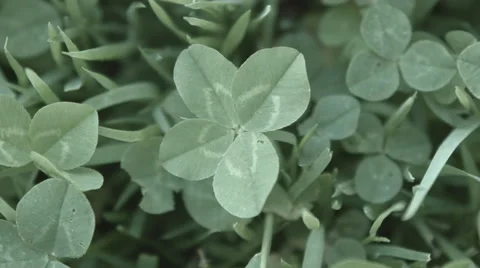 Four Leaf Clover staic Video stock 50797369