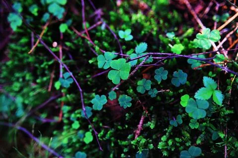 Four leaf clover symbol of St. Patrick's Day. Green grass background. Stock Photos