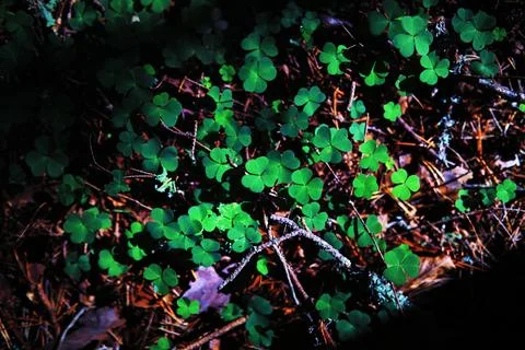 Four leaf clover symbol of St. Patrick's Day. Green grass background. Stock Photos