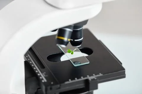 Four Leaf Clover under Microscope Stock Photos