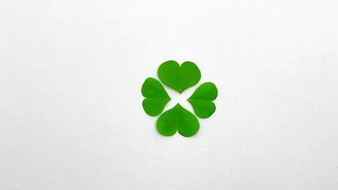 Four-leaf clover on a white background Stock Photos