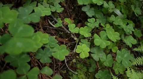 Four leaf clovers Stock Footage 37733337