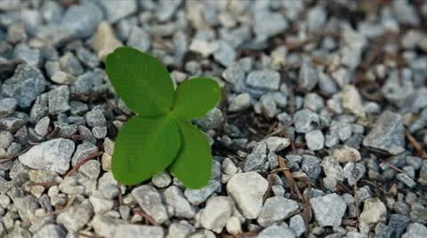 Four leaf of the good luck Stock Footage 18934465