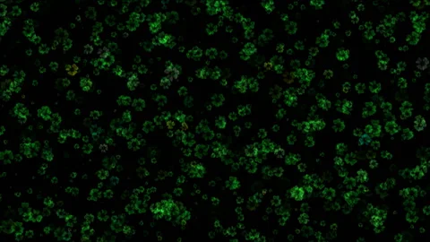 Four-leaf lucky Irish clover Stock Footage 146783473