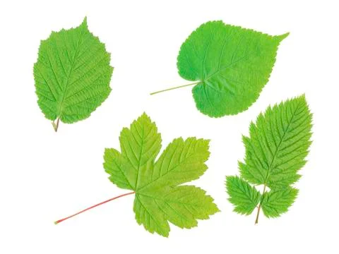 Four leaf Stock Photos