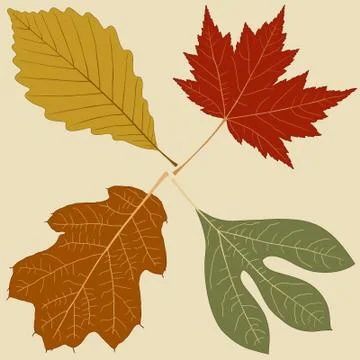 Four leaves Illustration