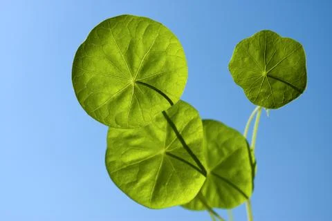 Four leaves in sky Foto stock