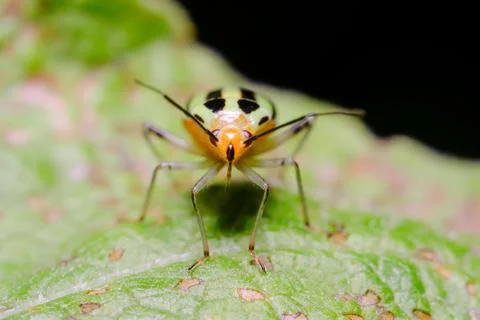 Four-Lined Plant Bug on Green Leaf Macro Fotos Stock