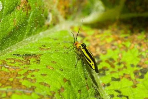 Four lined plant bug Stock Photos